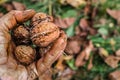 Worker`s hands picking nuts, colored by the peel