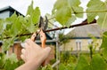 Worker`s hands with secateurs cutting off wilted leafs on grapevine. Seasonal gardening, pruning plant Royalty Free Stock Photo