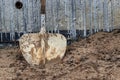 Worker's shovel for pouring foundations and grillages. Close-up. Hand tool for concreting structures.