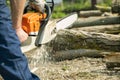 Worker sawing with a chainsaw into pieces a long trunk of a tree, farm work