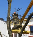 A worker saws off tree branches at a height of. Royalty Free Stock Photo