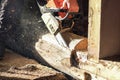 The worker saws off a log with a chainsaw Royalty Free Stock Photo