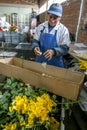 A worker seperating rose petals from damaged roses at the Hacienda La Compania Roses Plantation near Cayambe in Ecuador.