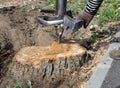 A worker sets up a cutter to drill out an old tree stump