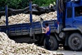 Pengzhou, China: Worker with Daikon Radishes Royalty Free Stock Photo