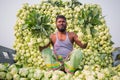 A worker is showing best fresh turnips at Savar, Dhaka, Bangladesh