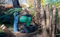 A worker is shredding branches of a Thuja hedge in a electric shredder