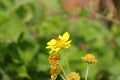 A worker small honeybee collecting pollen on yellow wild flower plant