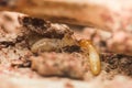 Worker and soldier termites moving on damaged wood surface Royalty Free Stock Photo
