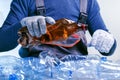 Worker sorting plastic garbage for recycling. Process plastic bottle sorting