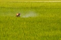 A worker spraying insecticides in rice field