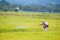 Worker sprays fertilizer in the rice field Royalty Free Stock Photo