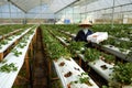 Worker, strawberry garden, Dalat, Da Lat