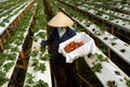 Worker, strawberry garden, Dalat, Da Lat