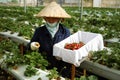 Worker, strawberry garden, Dalat, Da Lat