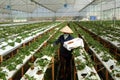 Worker, strawberry garden, Dalat, Da Lat