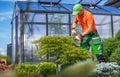 Worker Taking Care of Back Yard Garden Plants Next To a Greenhouse Royalty Free Stock Photo