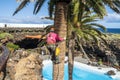 A worker taking care of a palm tree on heights, Lanzarote, Spain