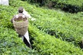 Worker on tea plantation Royalty Free Stock Photo