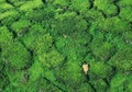 Worker at tea plantation Royalty Free Stock Photo