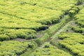 Worker at a tea plantation Royalty Free Stock Photo