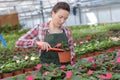 Worker tending flowers in nursery