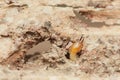 Worker termite coming out of a hole in the wood Royalty Free Stock Photo