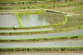 Worker in terraced rice fields in Japan