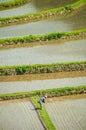 Worker in terraced rice fields in Japan
