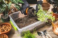 Worker transplanting plant from its nursery pot