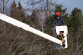 Worker trimming maple tree