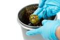 Worker use finger with glove to scoop up lithium grease from white plastic can in the laboratory. Yellow transparance grease on Royalty Free Stock Photo