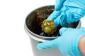 Worker use finger with glove to scoop up lithium grease from white plastic can in the laboratory. Yellow transparance grease on