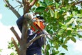 Worker using chainsaw cut big tree Royalty Free Stock Photo