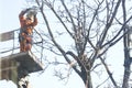 Worker using a chainsaw in a garden trimming off branches tree spring with from the elevated platform Royalty Free Stock Photo