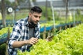 A worker on a vegetable farm examines soil conditions and crop growth to determine the best type and amount of crop to plant. A