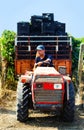 Worker during Vendemmia - grape harvest in a vineyard