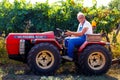 Worker during Vendemmia - grape harvest in a vineyard