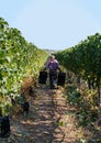 Worker during Vendemmia - grape harvest in a vineyard