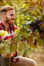 Worker vintner picking black grapes on vineyard
