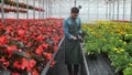 Worker walking in a flowerpot. Agricultural engineer working in greenhouse. Royalty Free Stock Photo