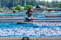 A worker was busy drying the fish for the process of drying the fish under the sun's heat before it became salted fish.