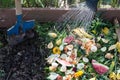 Worker watering compost box outdoors full with garden browns and greens and food  wastes, blue shovel in the soil Royalty Free Stock Photo