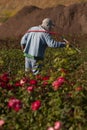 A worker watering a group of rose bushes at a nursery