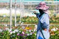 A Worker Watering Orchid Flowers.