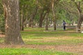 Worker watering plants, big trees in the park