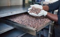 Worker inspecting cocoa beans from a factory tray