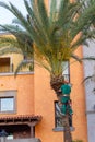 Worker who pruning palm trees. Royalty Free Stock Photo