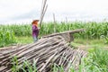 Worker working move bamboo on corn field