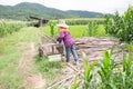 Worker working move bamboo on corn field